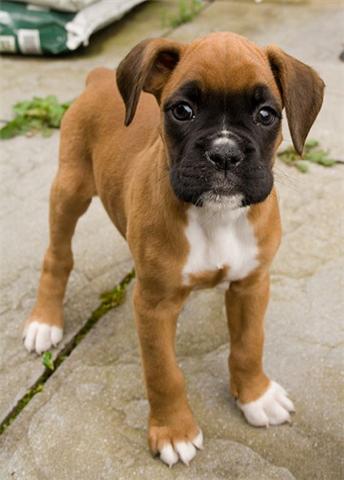 4083990  boxer cuccioli