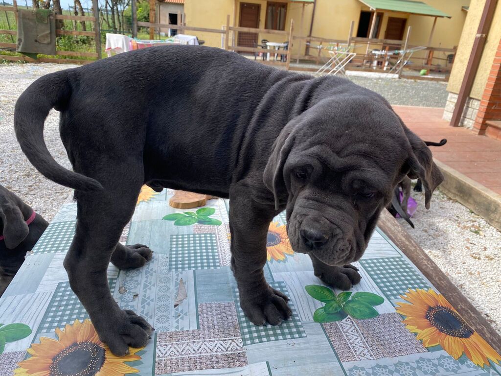 5304100  cucciolo mastino napoletano