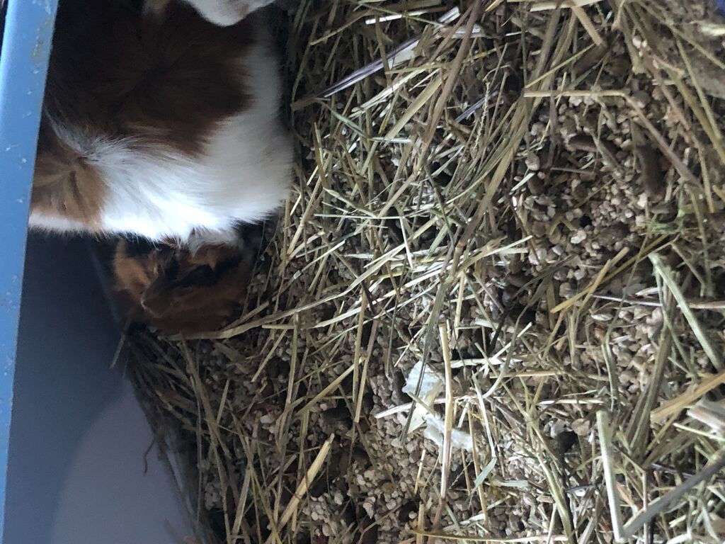 4839965  in regalo Cavia peruviana