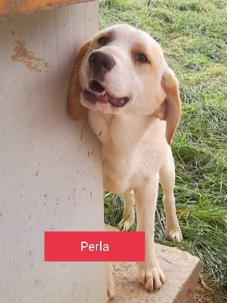 4880089  in regalo CUCCIOLI 8 MESI