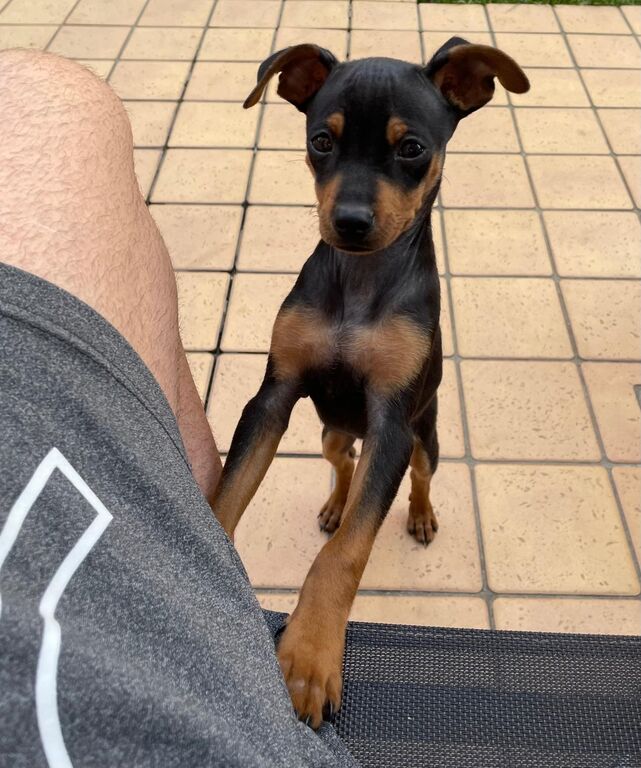 5311780  Meraviglioso Pinscher nano